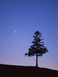 月と一本の木